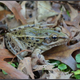 Illustration for article titled Brand New Species Discovered in New York City